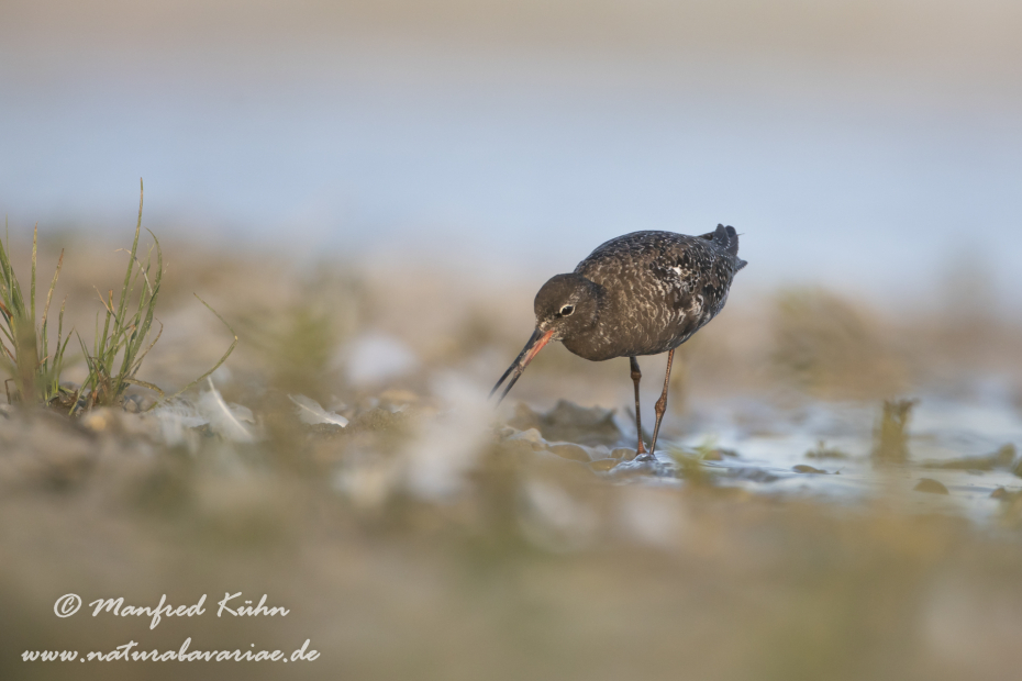 Dunkler Wasserläufer ()_0010