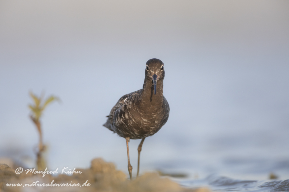 Dunkler Wasserläufer ()_0011