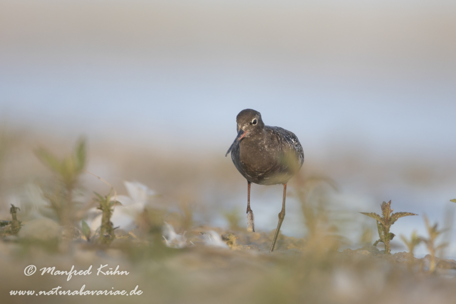 Dunkler Wasserläufer ()_0012