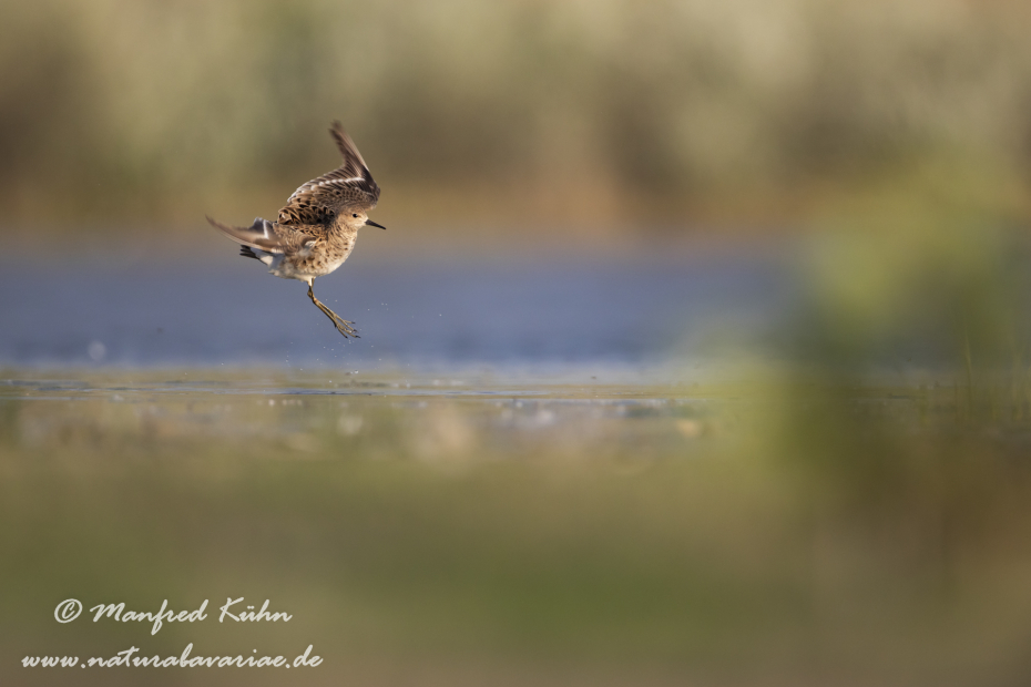 Kampfläufer ()_0042