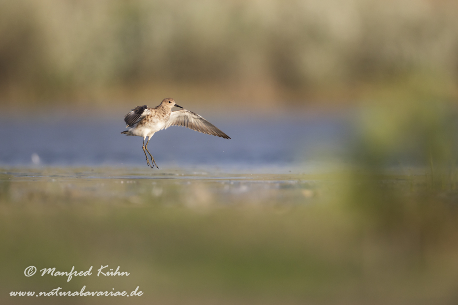 Kampfläufer ()_0043