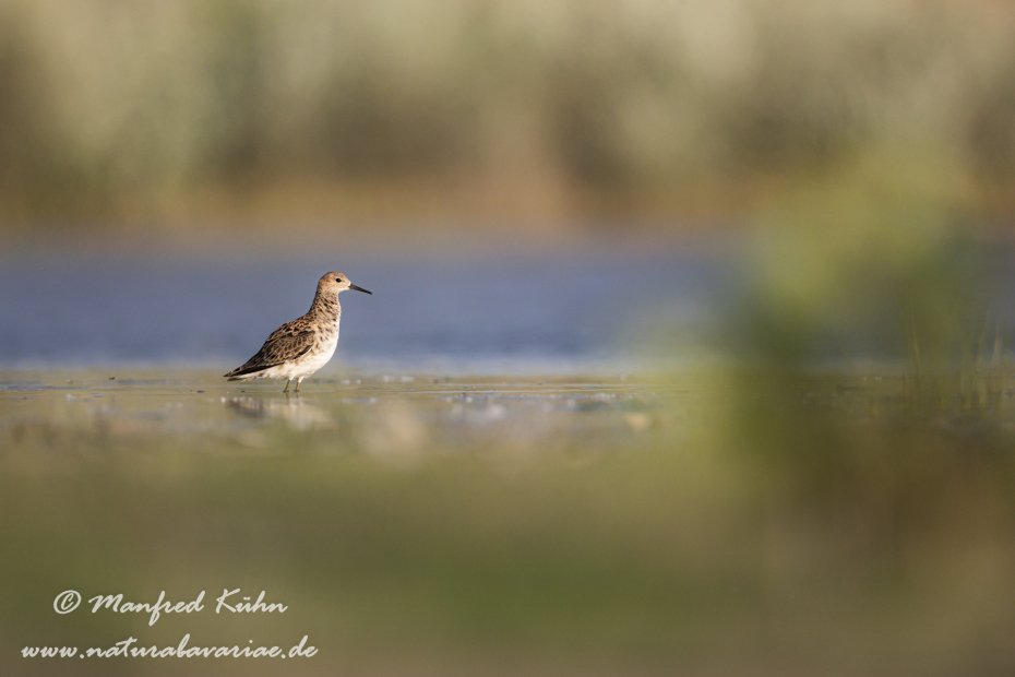 Kampfläufer ()_0045
