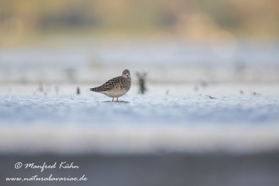 Kampfläufer ()_0061
