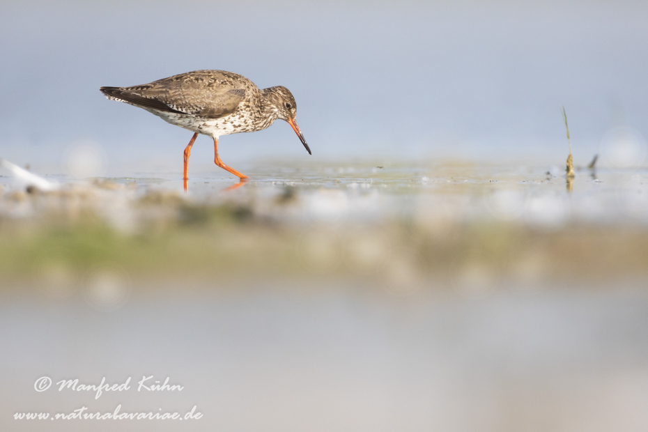 Rotschenkel ()_0043