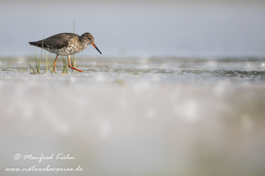 Rotschenkel ()_0059