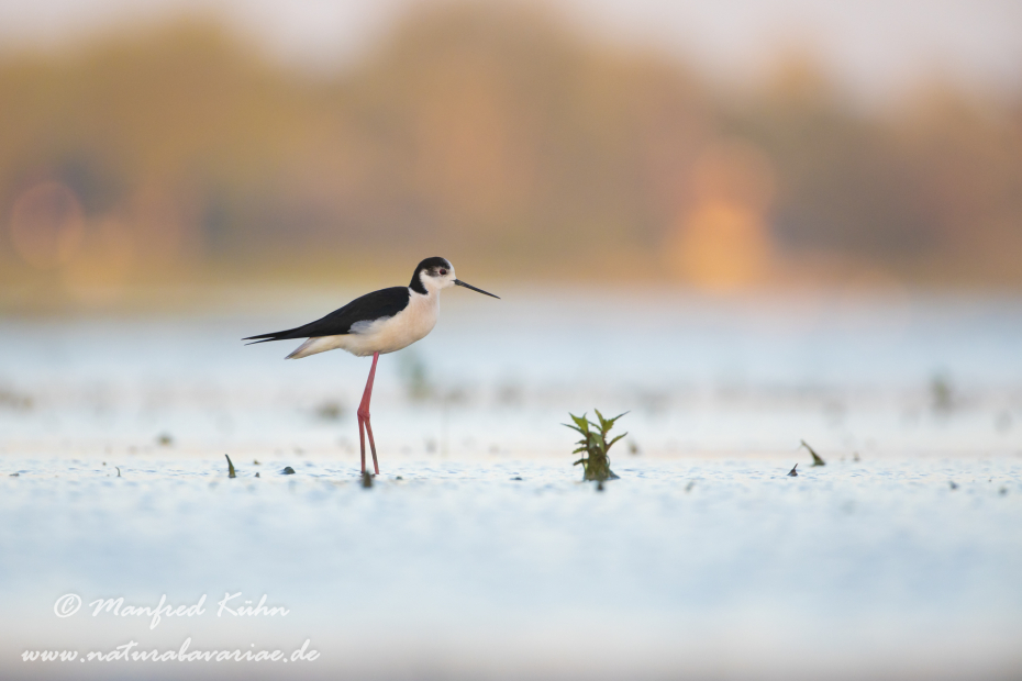 Stelzenläufer ()_0008
