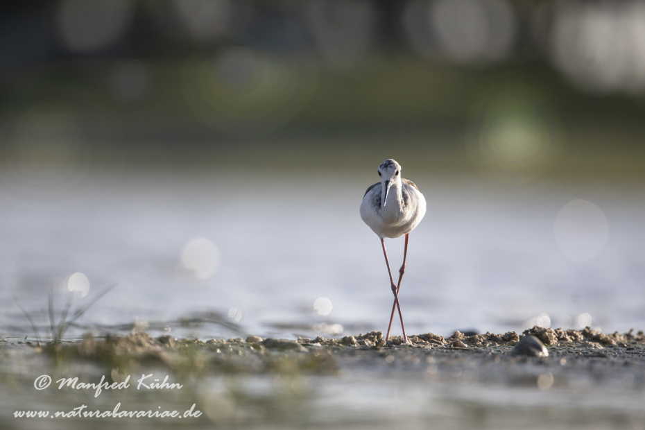 Stelzenläufer ()_0015