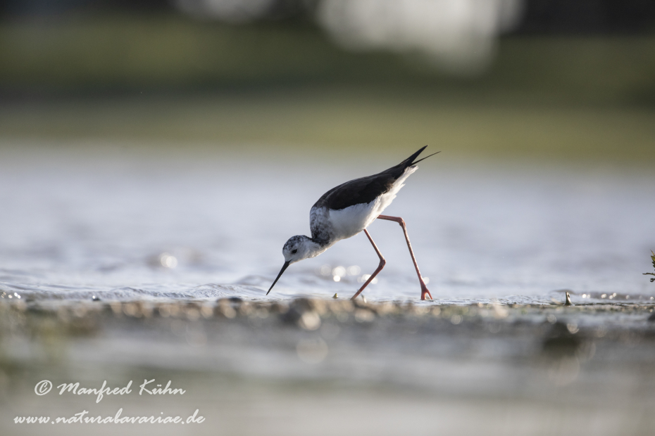 Stelzenläufer ()_0016