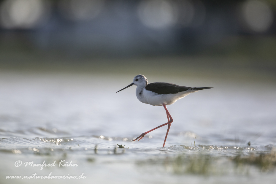 Stelzenläufer ()_0017