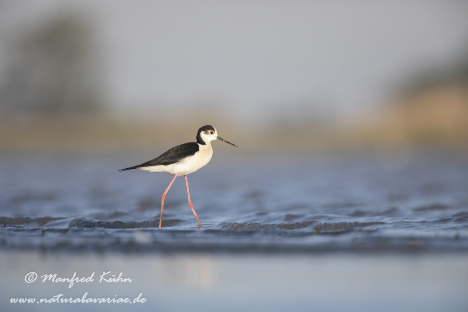 Stelzenläufer ()_0169