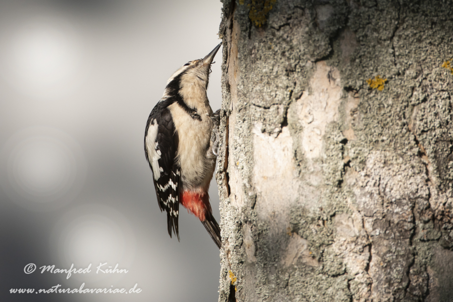 Blutspecht ()_0005