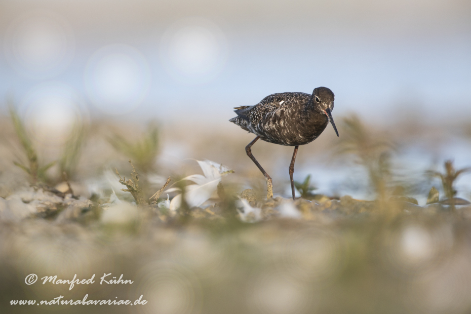 Dunkler Wasserläufer ()_0013