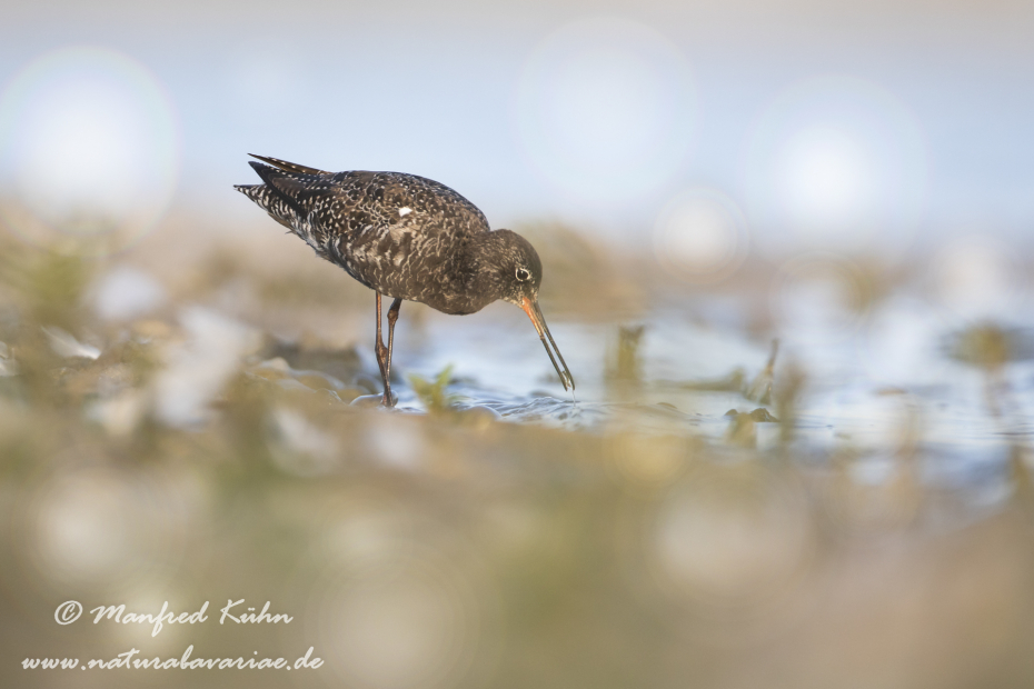 Dunkler Wasserläufer ()_0014