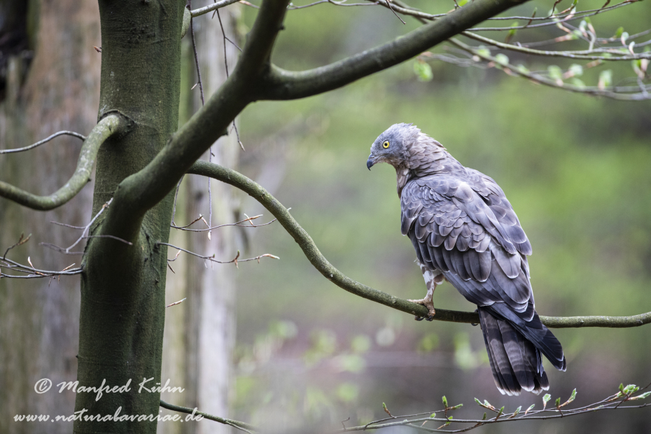 Wespenbussard ()_0073