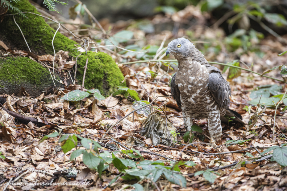 Wespenbussard ()_0078