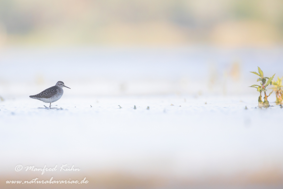 Bruchwasserläufer ()_0044