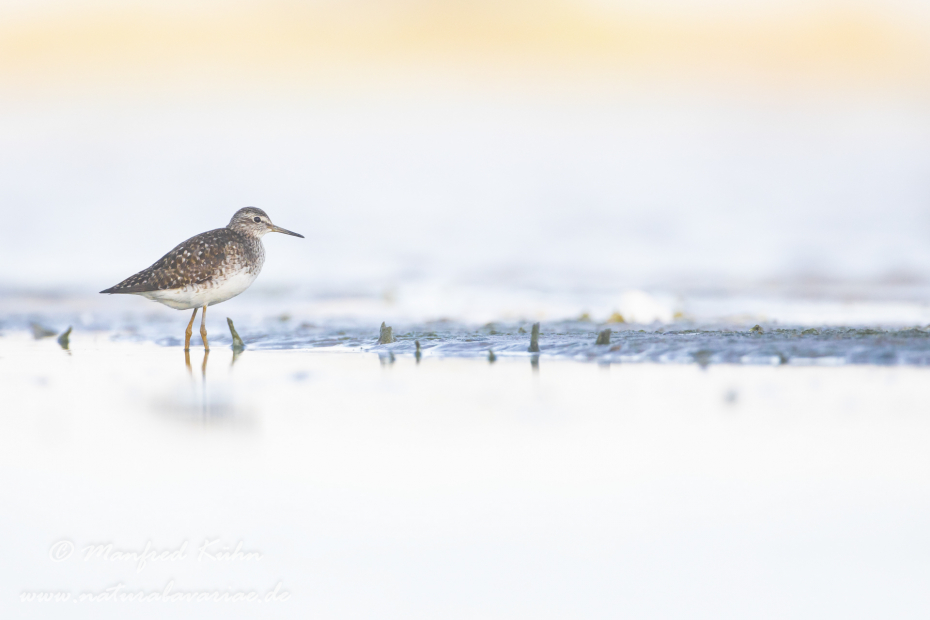 Bruchwasserläufer ()_0048