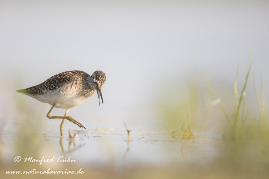 Bruchwasserläufer ()_0050