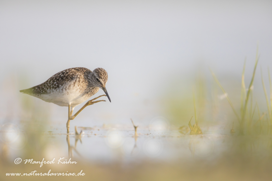 Bruchwasserläufer ()_0051