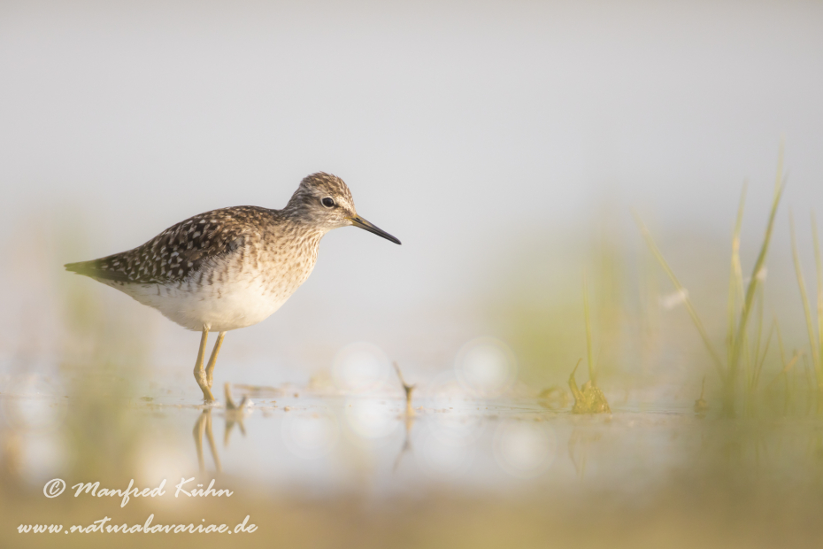 Bruchwasserläufer ()_0052