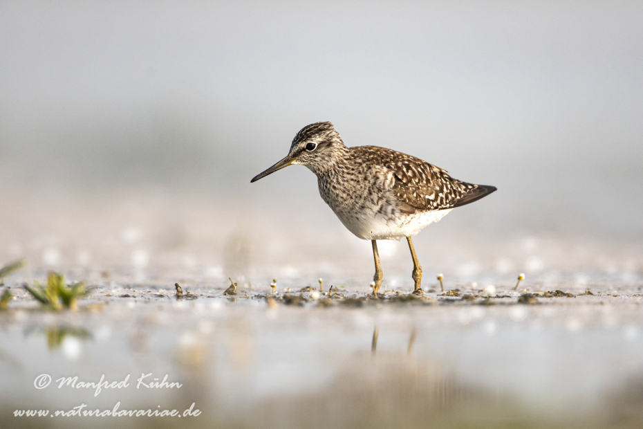 Bruchwasserläufer ()_0057
