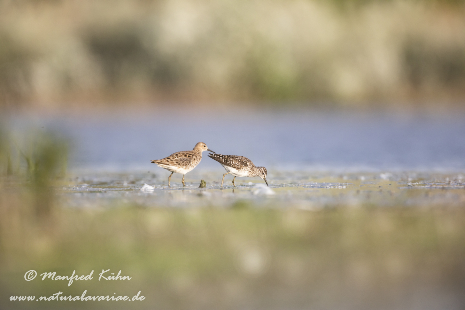 Bruchwasserläufer ()_0080