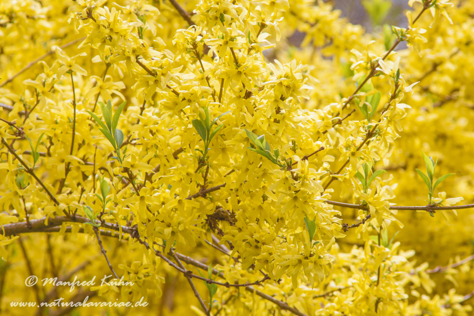 Forsythia × intermedia ()_0001