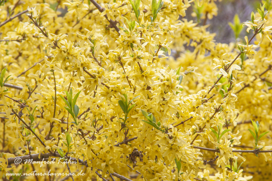 Forsythia × intermedia ()_0002