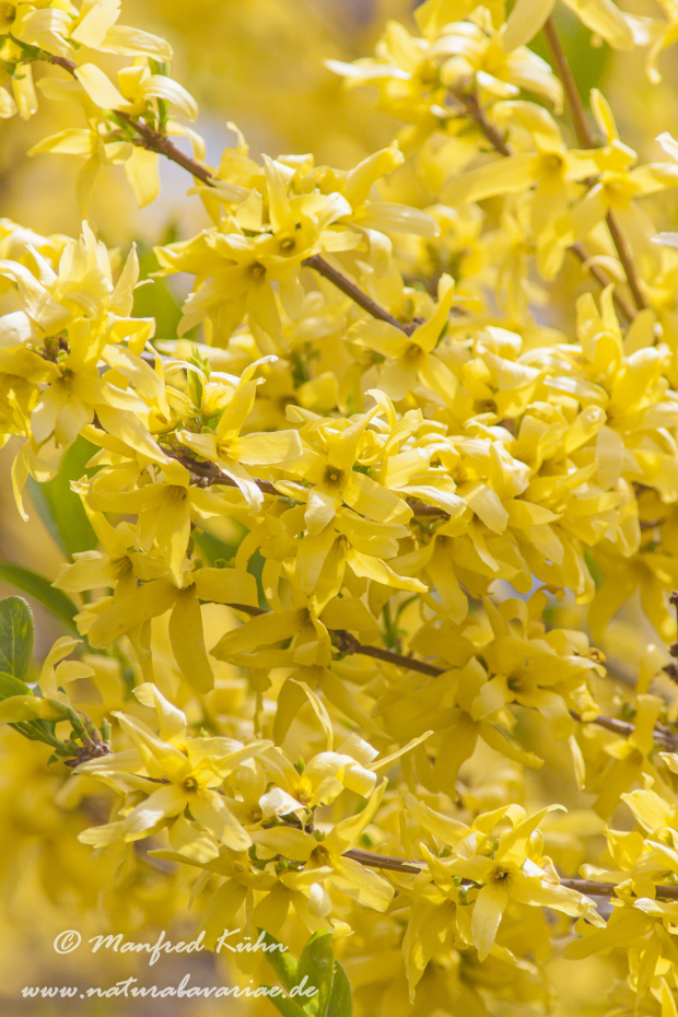 Forsythia × intermedia ()_0003