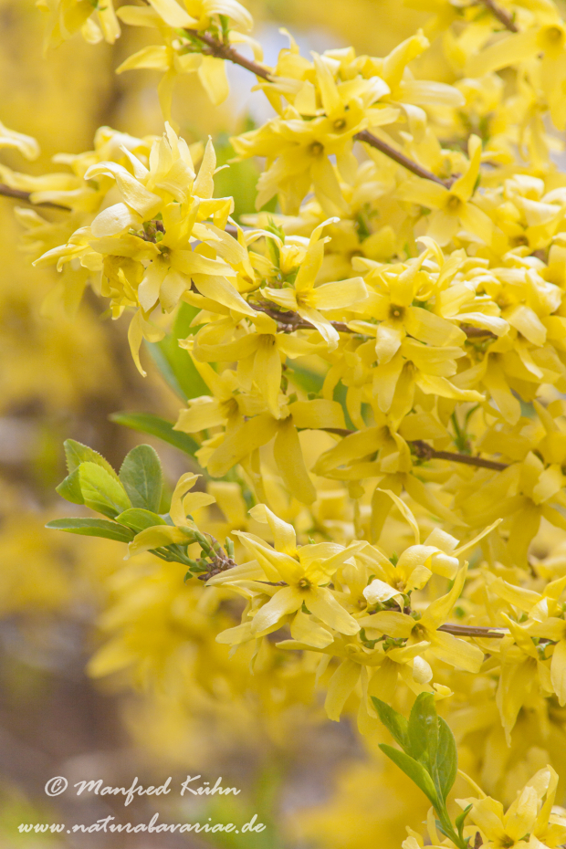 Forsythia × intermedia ()_0004