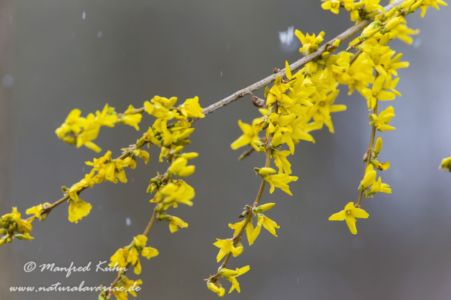 Forsythia × intermedia ()_0005