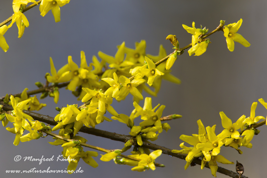 Forsythia × intermedia ()_0006