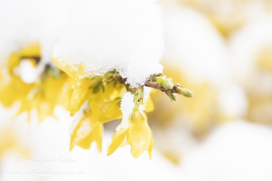 Forsythia × intermedia ()_0014