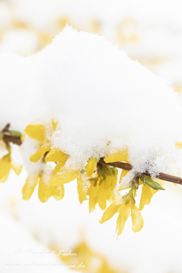Forsythia × intermedia ()_0017