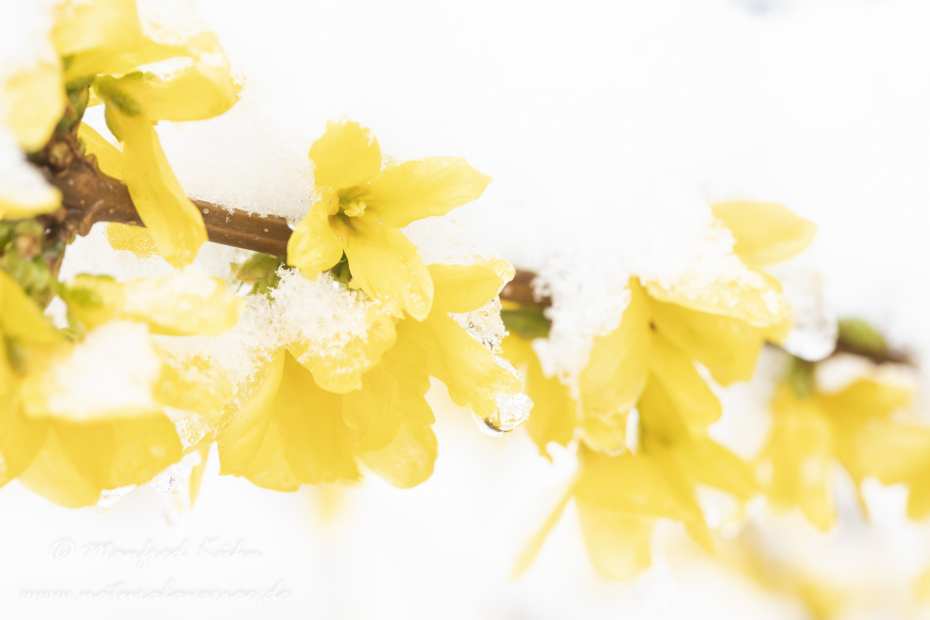 Forsythia × intermedia ()_0024
