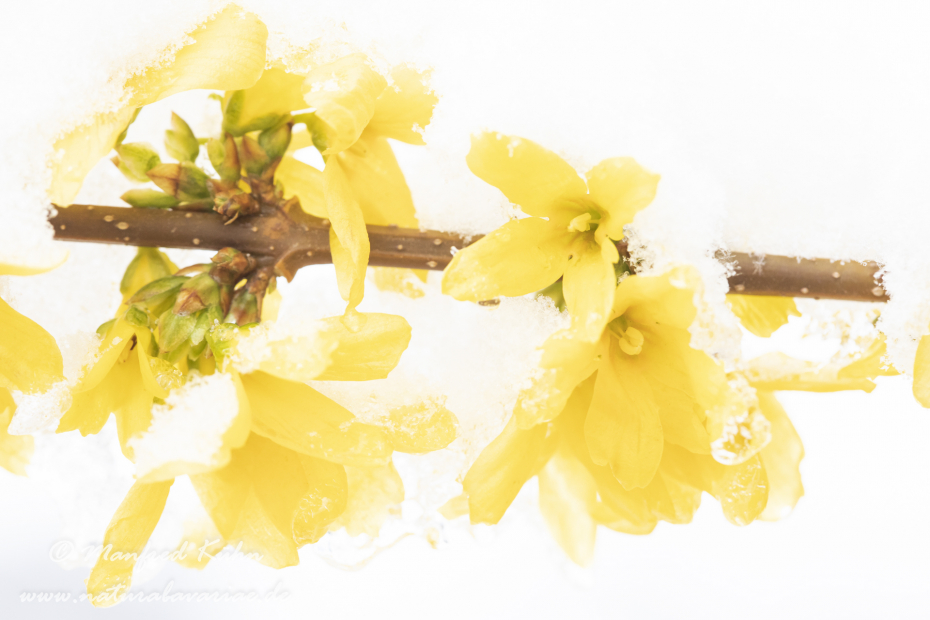 Forsythia × intermedia ()_0028