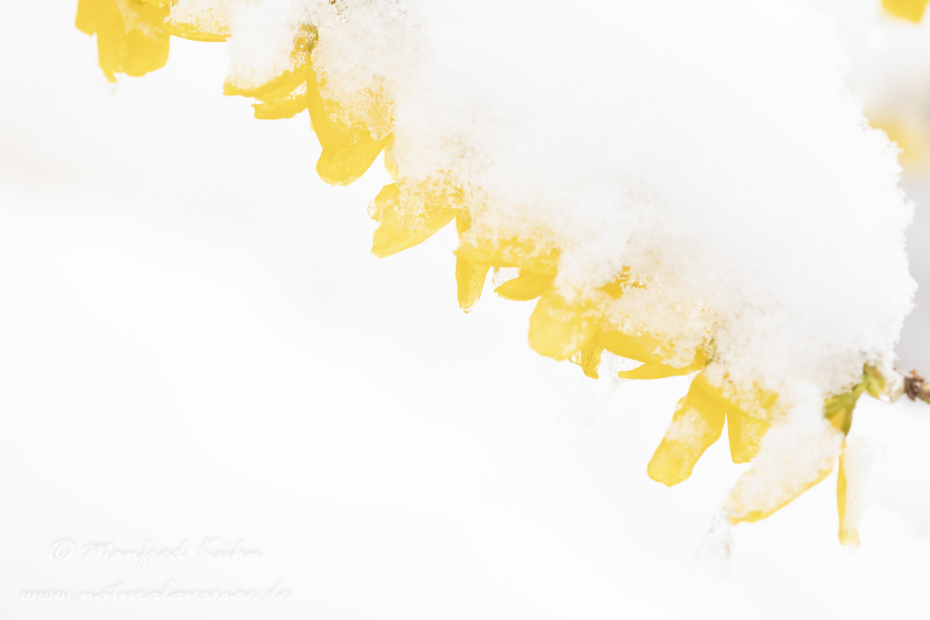 Forsythia × intermedia ()_0035