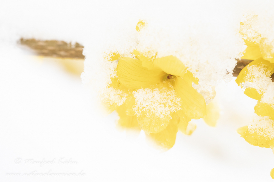 Forsythia × intermedia ()_0036