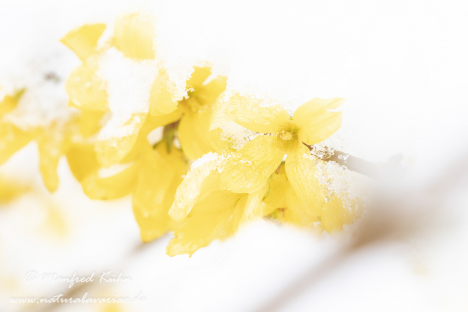 Forsythia × intermedia ()_0039