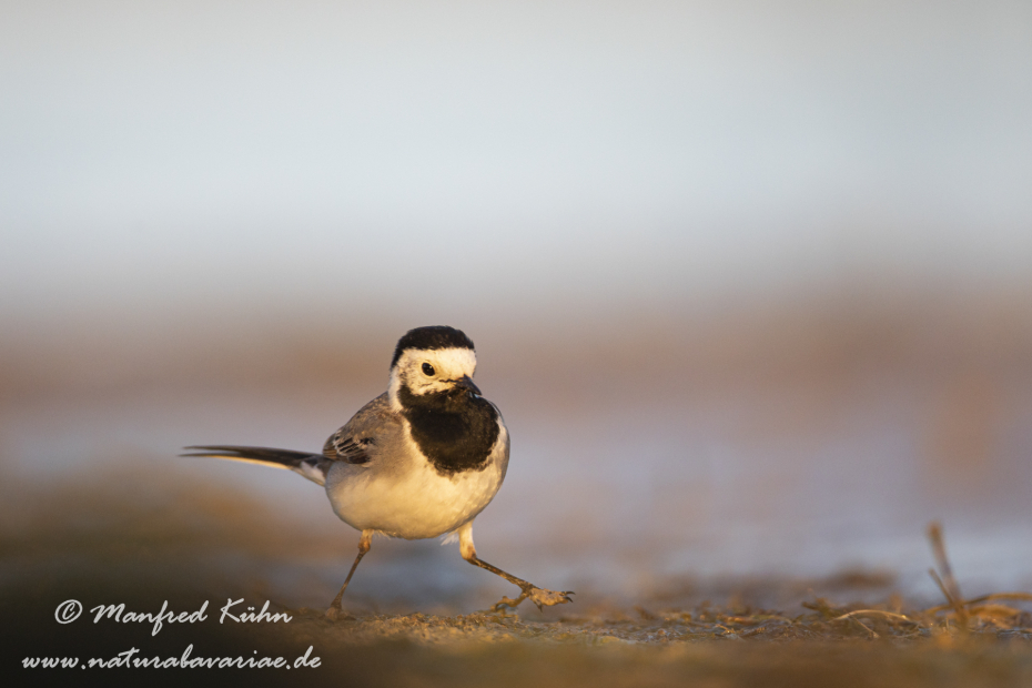 Bachstelze ()_0131