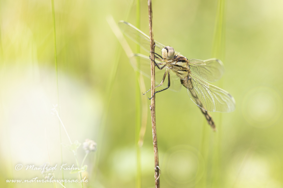 Blaupfeil (Östlicher)_0027