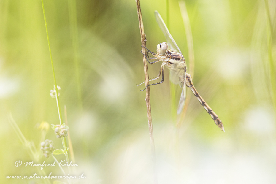 Blaupfeil (Östlicher)_0033