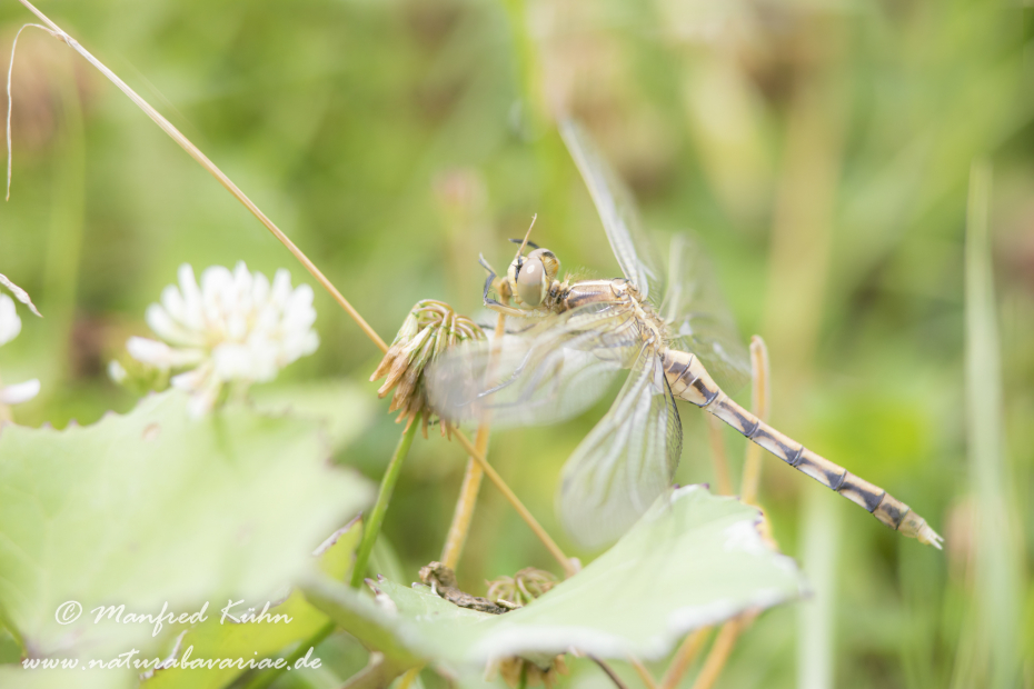 Blaupfeil (Östlicher)_0034