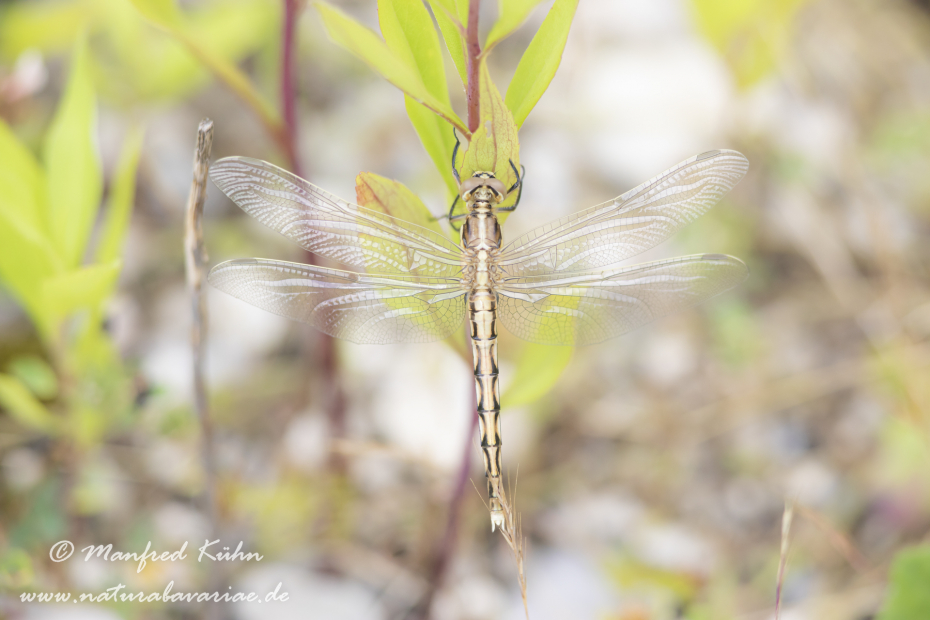 Blaupfeil (Östlicher)_0037