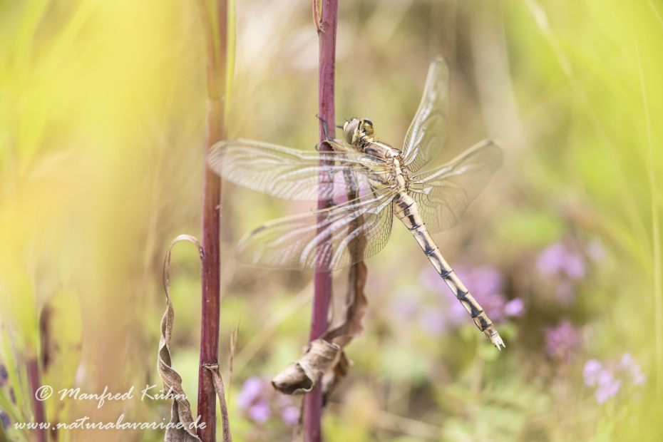 Blaupfeil (Östlicher)_0044