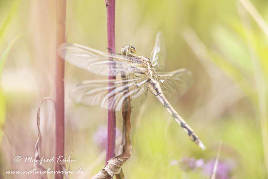 Blaupfeil (Östlicher)_0046