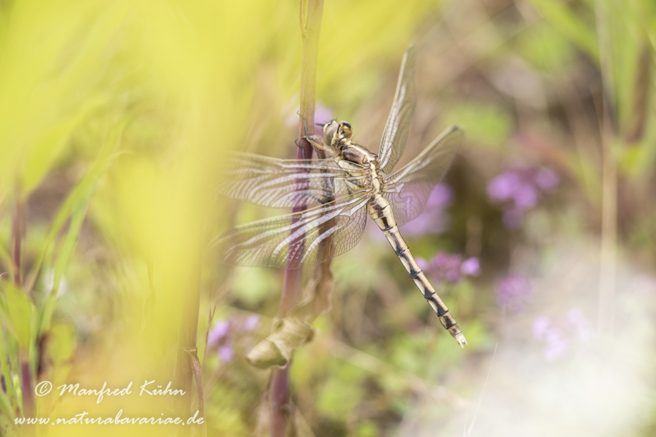 Blaupfeil (Östlicher)_0047