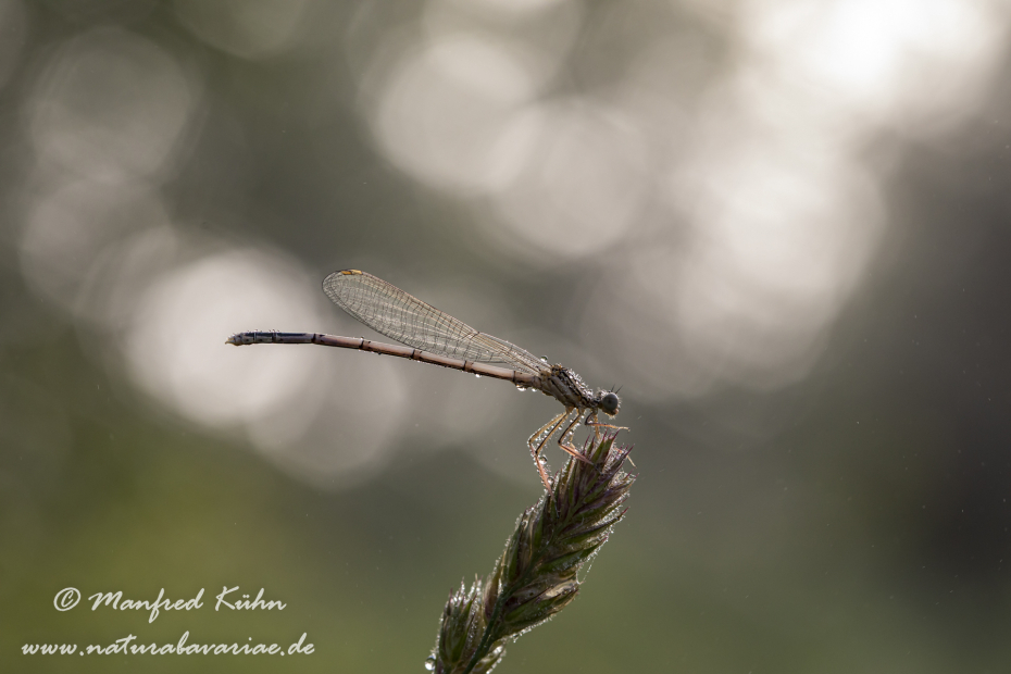 Federlibelle (Blaue)_0021