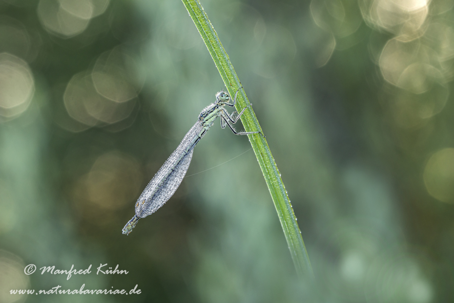 Federlibelle (Blaue)_0024