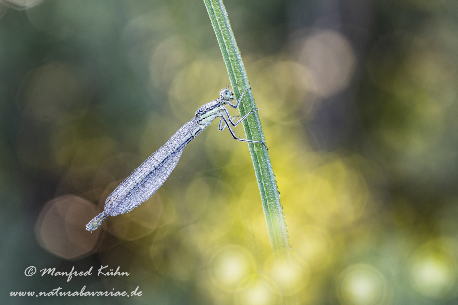 Federlibelle (Blaue)_0028